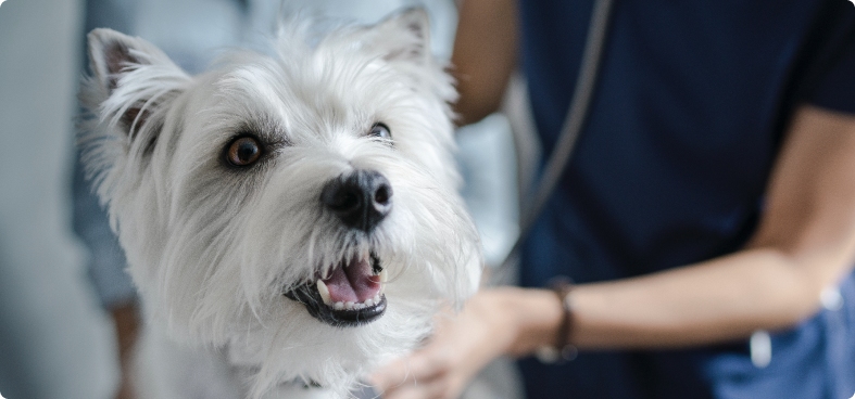 Small white terrier being checked by a veterinarian