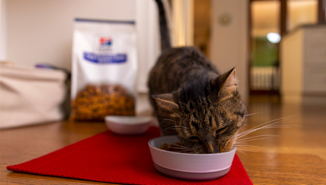 A brown cat eats cat food from a white bowl.