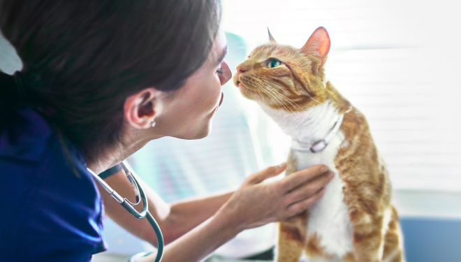 A veterinary professional gestures to kiss a brown and white cat.